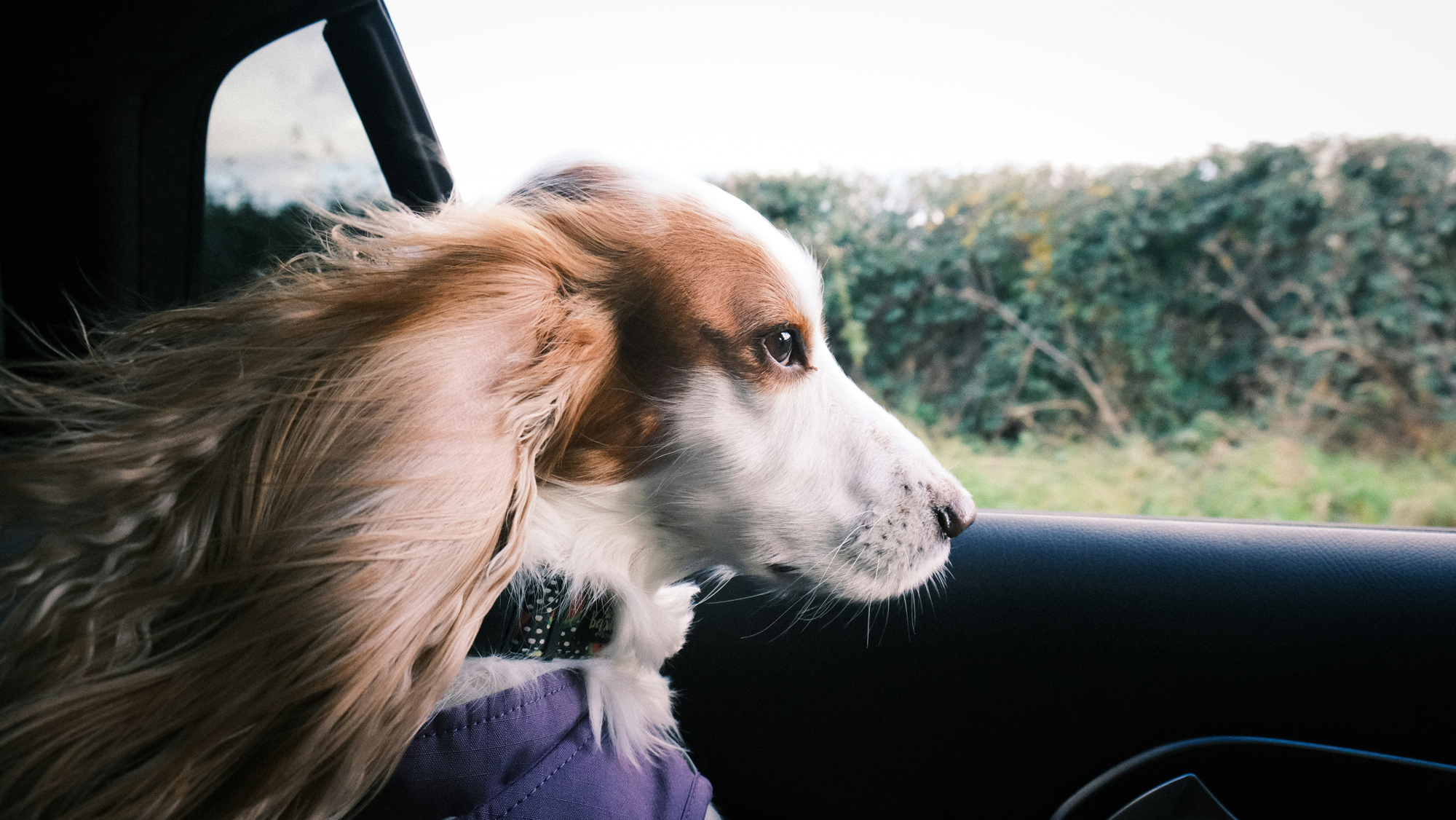 Hund auf der Rückbank eines Fahrzeugs